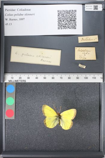 Media type: image;   Entomology 124450